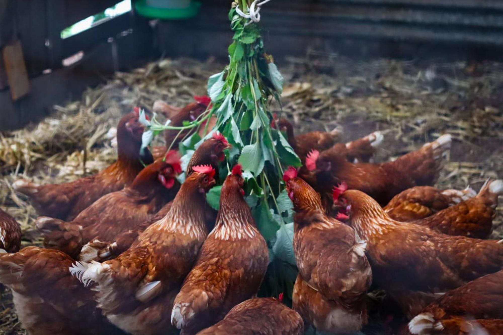 Granja Los Campesinos Monteverde 外观 照片