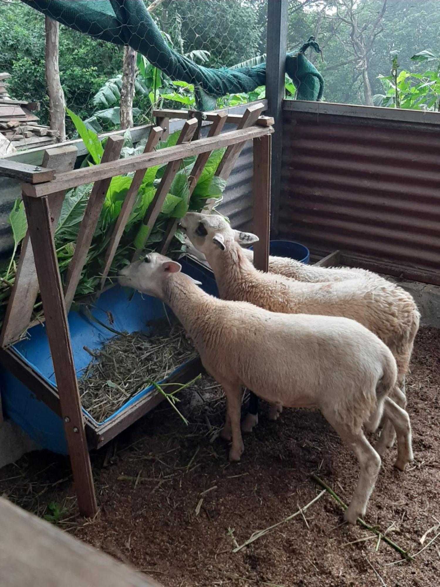 Granja Los Campesinos Monteverde 外观 照片